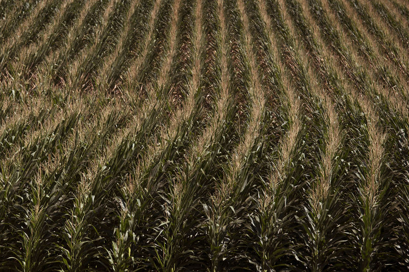 © Reuters. FILE PHOTO --  A corn field is seen in DeWitt, Iowa