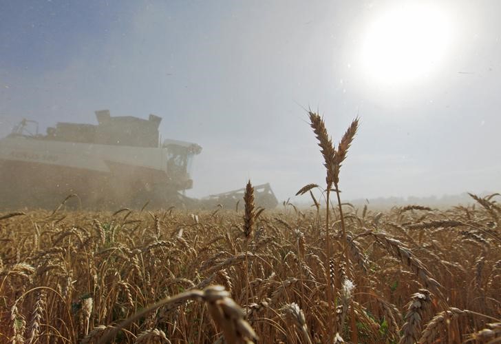 © Reuters. Комбайн собирает урожай на хуторе Средний Ставропольского края