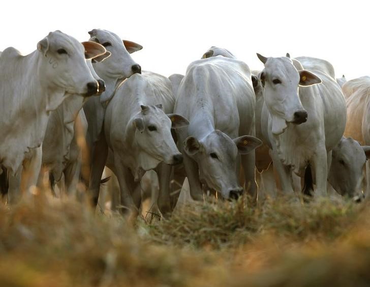 © Reuters. Gado em uma fazenda no Estado do Mato Grosso