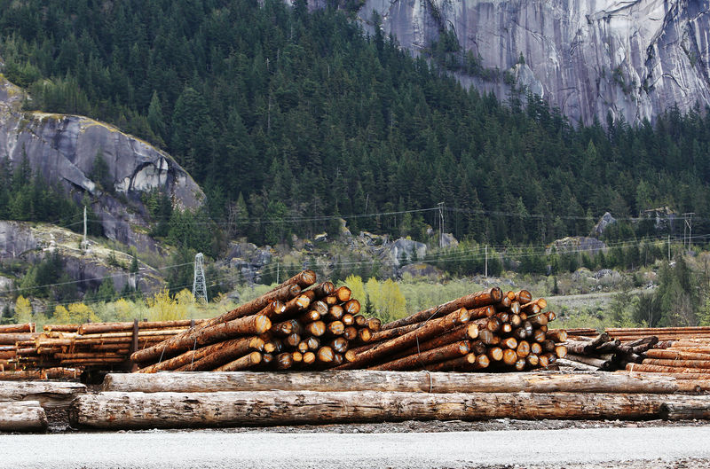 © Reuters. Piles of logs are pictured at Sqomish Forestry LP in Squamish, British Columbia, Canada