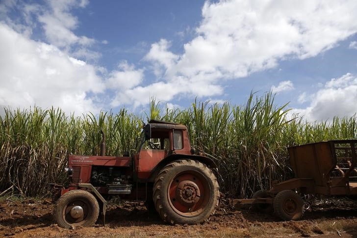 © Reuters. Plantação de cana-de-açúcar