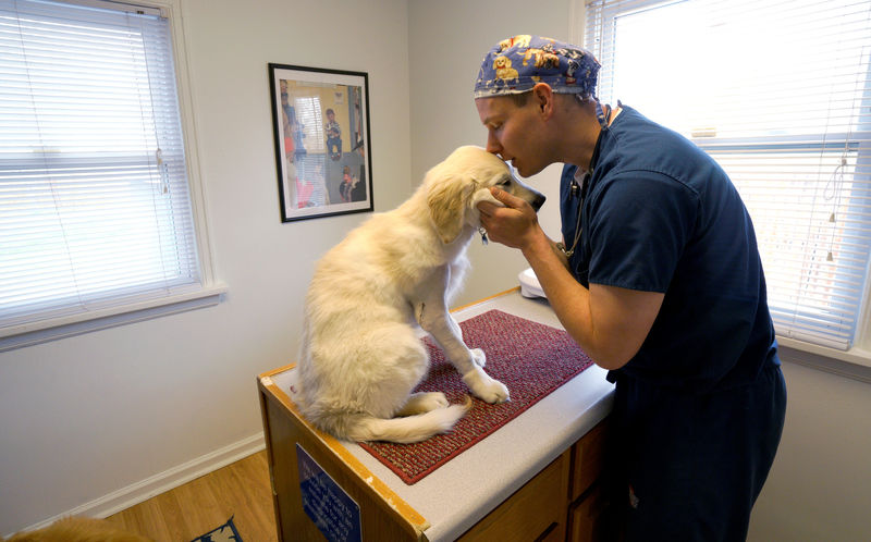 © Reuters. FILE PHOTO: Doctor of Veterinarian Medicine Dr. Jeff Gerlesits calms Lilly, a Golden Retriever who broke her humerus, in Arvada