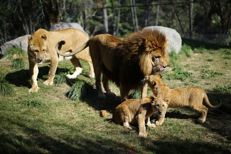 © Reuters. ولادة شبلين في تشيلي بعد أول عملية لوصل قناة منوية لأسد