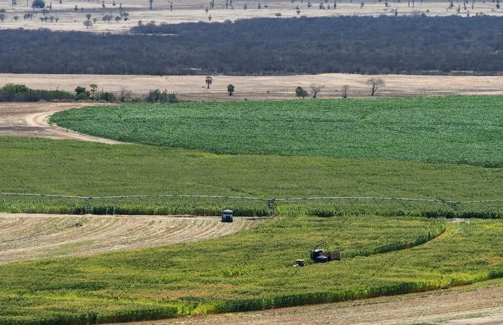 © Reuters. Plantação de milho em Limoeiro do Norte, no Estado do Ceará