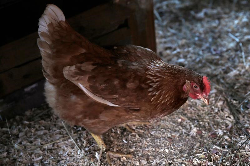 © Reuters. FIN DU RISQUE ÉPIZOOTIQUE DE GRIPPE AVIAIRE