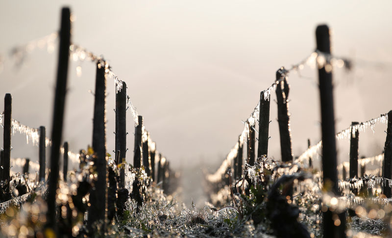 © Reuters. Water-covered vineyards are seen early in morning as water is sprayed to protect them frost damage outside Chablis