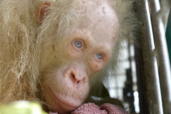 © Reuters. تحسن صحة قردة مهقاء نادرة بعد 10 أيام على إنقاذها في إندونيسيا