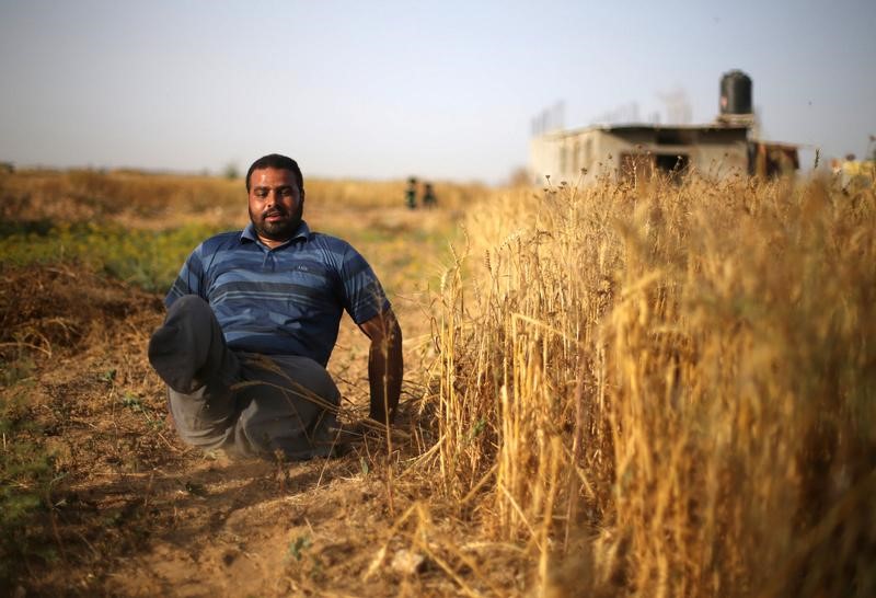 © Reuters. فلسطيني يتحدى إعاقته ويتطوع في موسم حصاد القمح