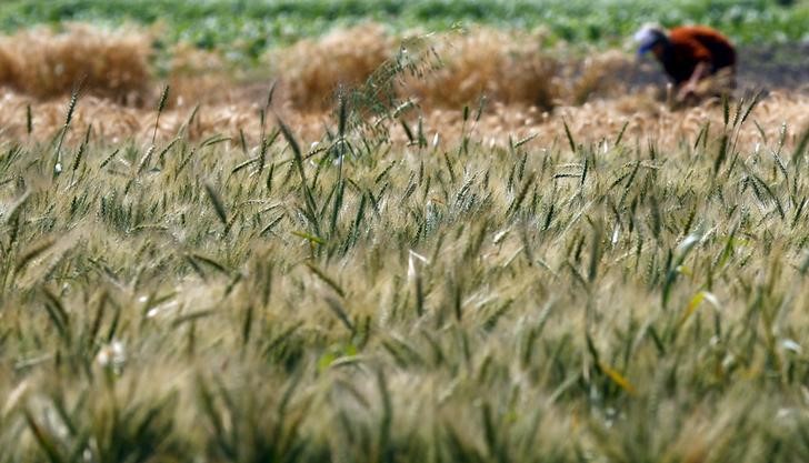 © Reuters. مصر تمنح حوافز إضافية للقمح المورد في أجولة وللصوامع البعيدة