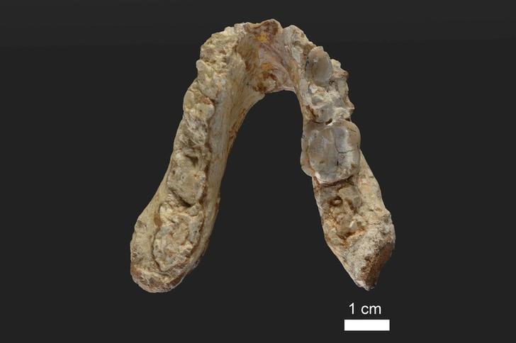 © Reuters. Fósiles generan dudas sobre el linaje humano originado en África