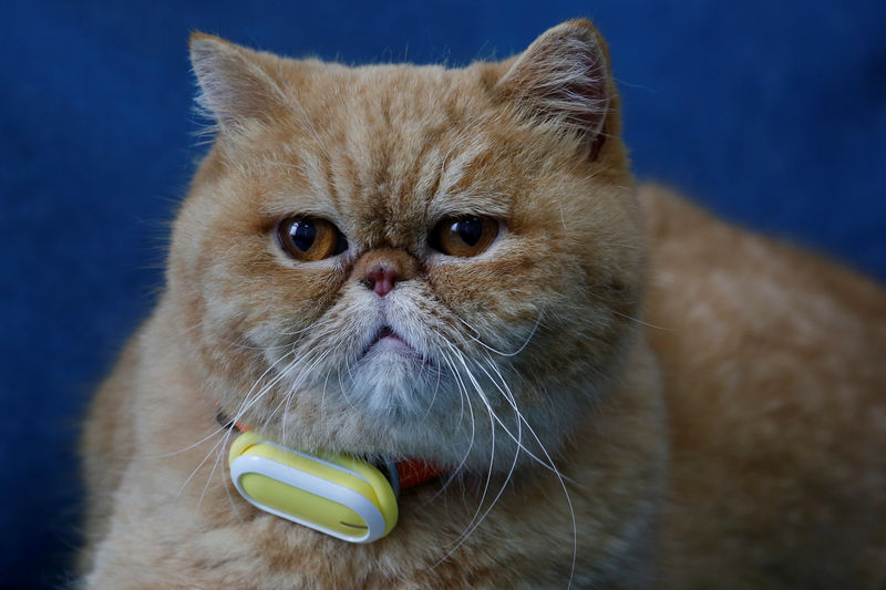 © Reuters. A cat wears SmartTag, a device manufactured by Suga International Holdings to monitor the activity levels of pets, in Hong Kong