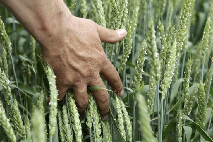 © Reuters. Пшеница на поле научно-исследовательского института в Михайловске, Ставропольский край