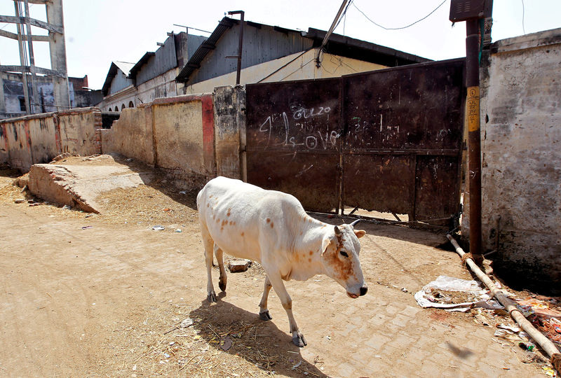 © Reuters. FILE PHOTO: A cow walks past a closed slaughter house in Allahabad