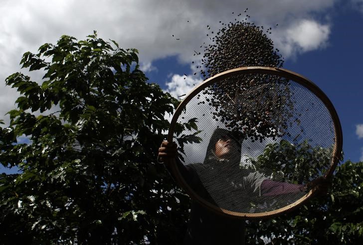 © Reuters. Trabalhador seleciona grãos de café em plantação