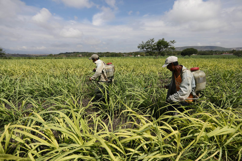 Anger in Mexican sugar cane fields, harbinger of NAFTA risks By Reuters