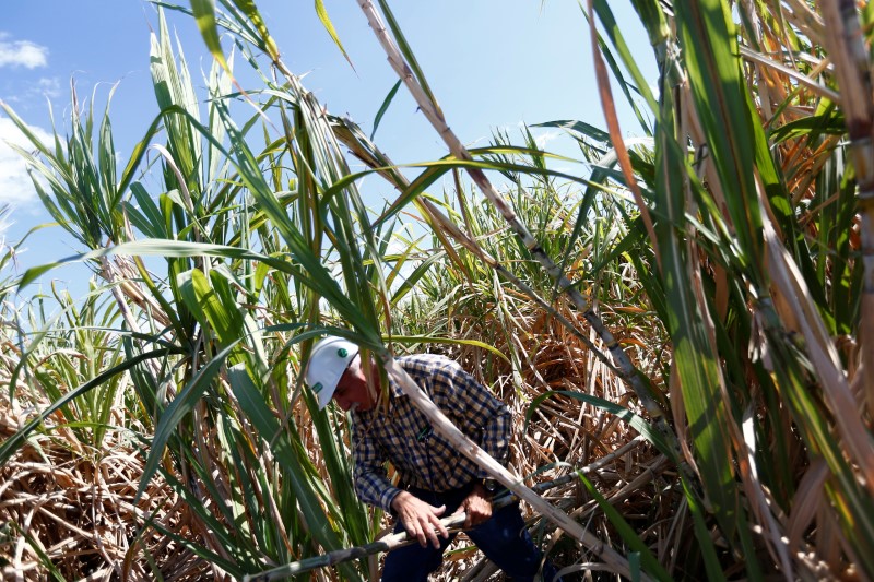 © Reuters. A worker is seen between sugar cane plants in a field near the Emiliano Zapata sugar mill in Zacatepec de Hidalgo, Morelos