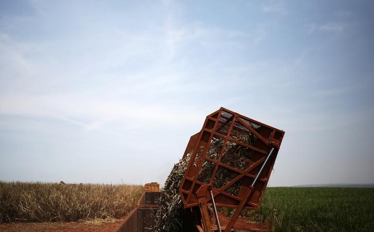 © Reuters. Descarregamento de cana de açúcar em caminhão, em Ribeirão Preto, São Paulo