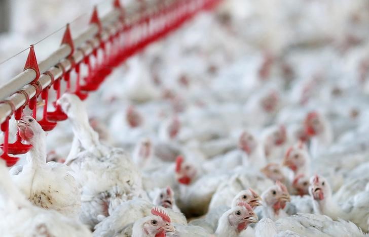 © Reuters. Frangos em granja em Lapa, no Estado do Paraná