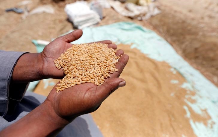 © Reuters. Египетский фермер держит горсть пшеницы