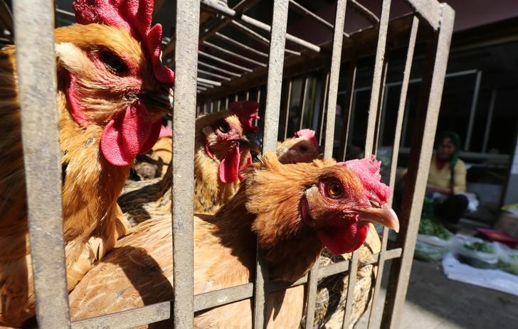 © Reuters. السلطات الصحية: ارتفاع وفيات إنفلونزا الطيور بالصين في مايو إلى 37
