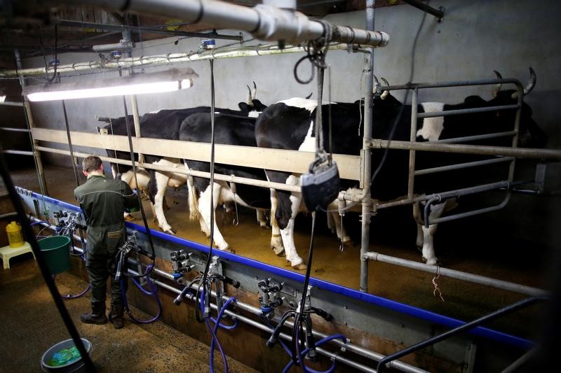 © Reuters. NOUVELLES ACTIONS DES PRODUCTEURS DE LAIT DANS L'OUEST