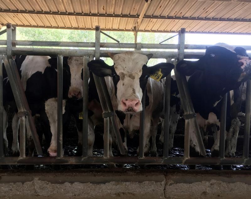 © Reuters. مزرعة أبقار في صحراء قطر تواجه صعوبات بسبب المقاطعة العربية