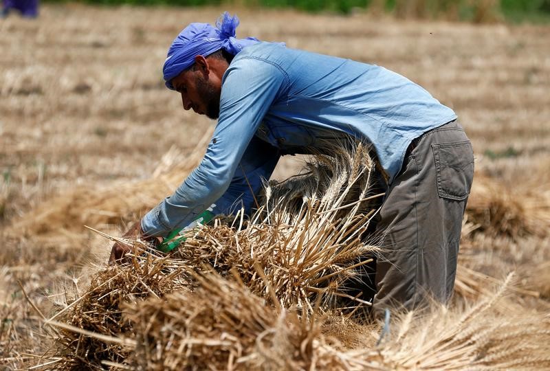 © Reuters. وزارة الزراعة: مصر اشترت 3.6 مليون طن من القمح المحلي