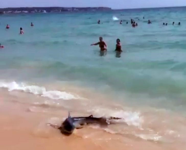 © Reuters. أسماك قرش تفزع الزوار على شواطئ جزيرة إسبانية
