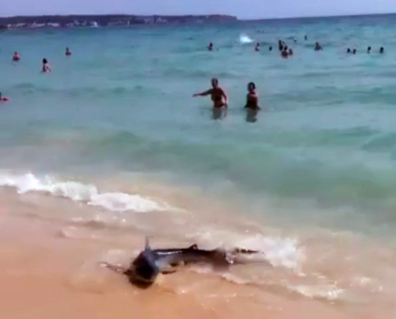 © Reuters. Tubarão é visto na praia Playa de Palma, na ilha de Maiorca, na Espanha