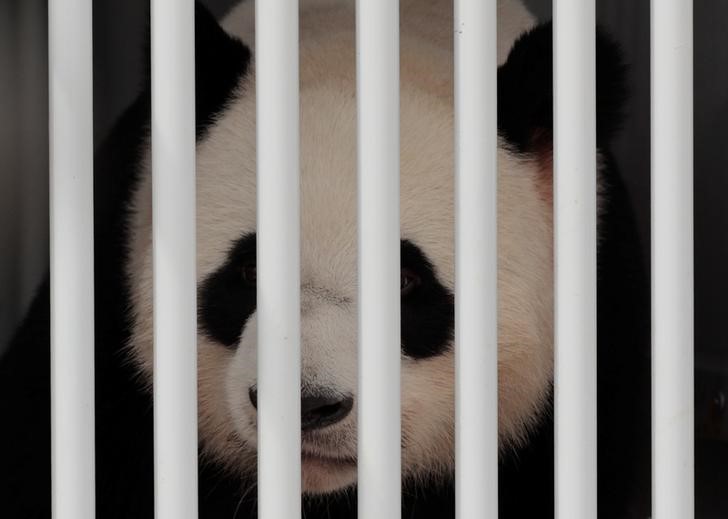 © Reuters. O panda Jiao Qing chega ao aeroporto de Berlim