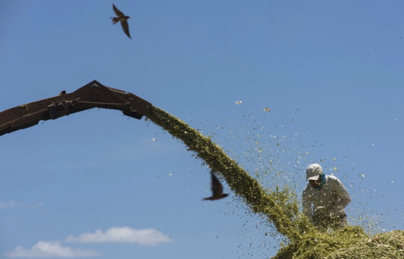 © Reuters. Fazenda com plantação de milho