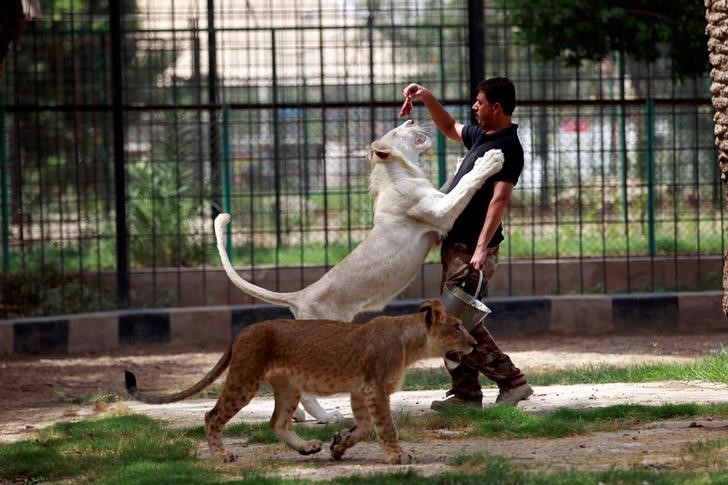 © Reuters. Funcionário do zoológico Al Zawra alimenta leão branco