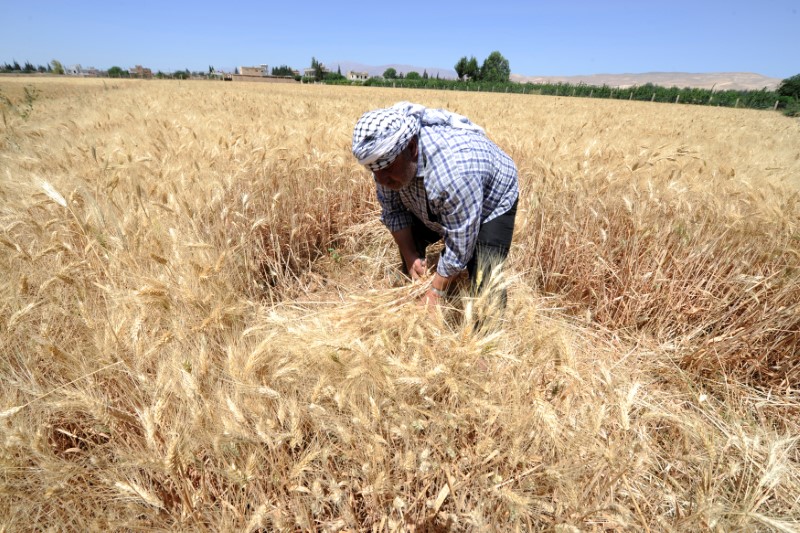 © Reuters. La cosecha de trigo de Siria se quedará lejos de previsiones oficiales