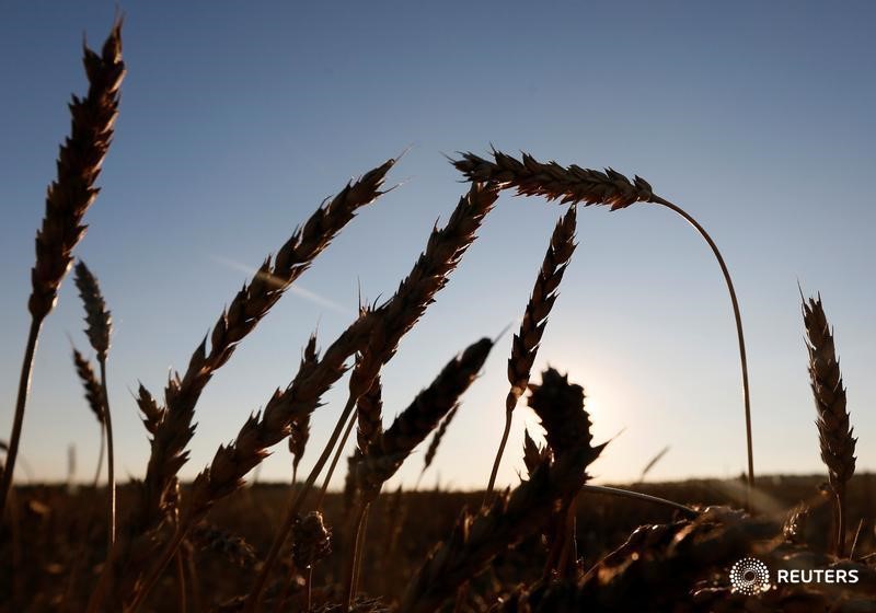 © Reuters. Пшеничные колосья на поле