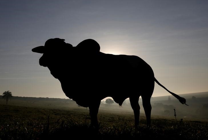 © Reuters. Boi é visto em fazenda em Paulínia, Brasil