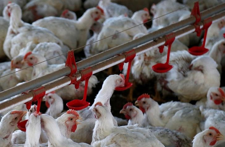 © Reuters. Frangos são fotografados em granja em Lapa, Brasil