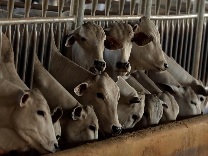 © Reuters. Gado zebu é visto em fazenda em Paulínia, Brasil