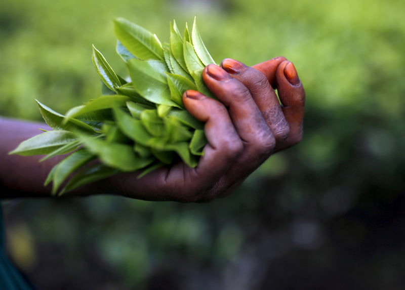 © Reuters. FILE PHOTO: Freshly plucked tea leaves are seen in the hand of a tea garden worker inside Aideobarie Tea Estate in Jorhat in Assam
