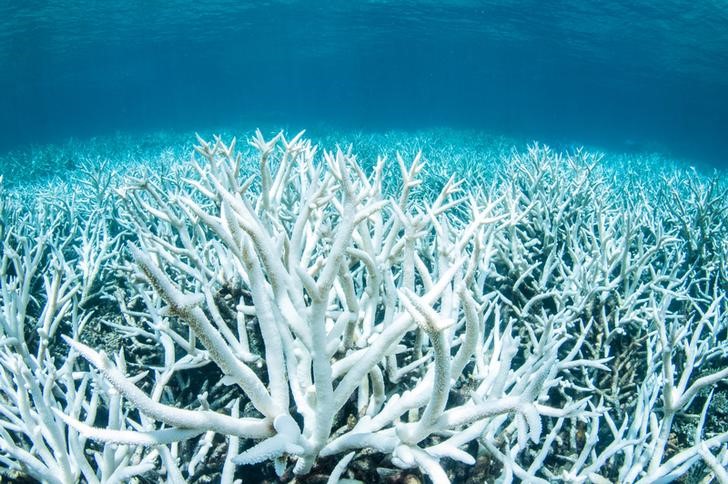 © Reuters. La UNESCO no incluye la Gran Barrera de Coral en su lista de "en peligro"