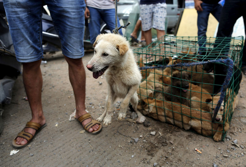 © Reuters. FILE PHOTO: A dog vendor pulls a leash on a dog for sale in Dashichang dog market on the day of local dog meat festival in Yulin