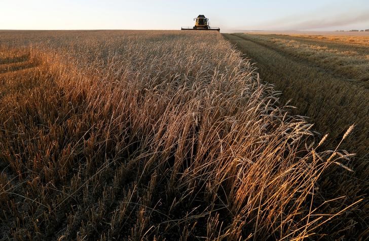 © Reuters. Пшеничное поле недалеко от Красноярска