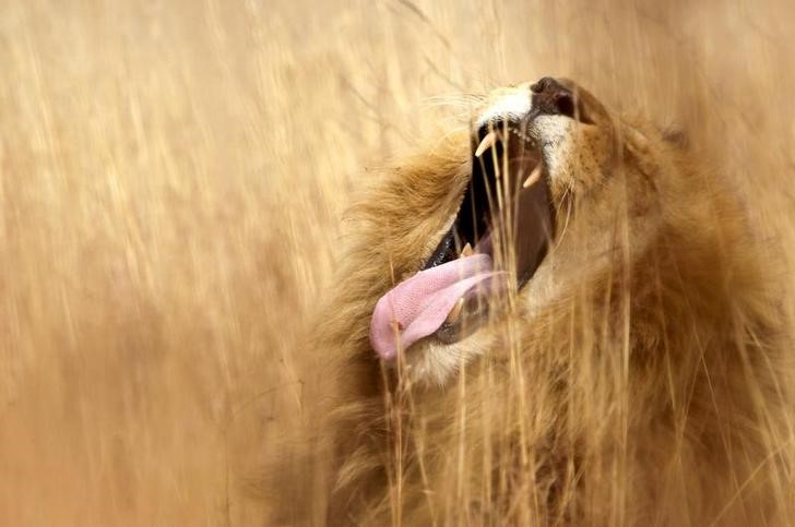 © Reuters. Um leão em uma reserva natural em Pretória, na África do Sul