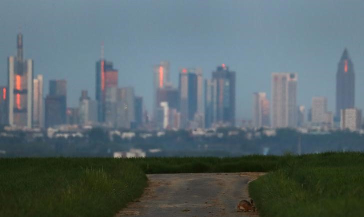 © Reuters. A rabbit sits on a track crossing fields facing the skyline of Frankfurt