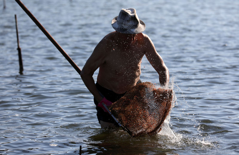 © Reuters. Arena, a member of Ganzirri lake cooperative, collects clams in Messina