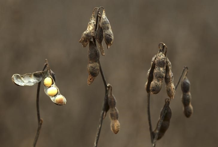 © Reuters. Cultivo de soja em Primavera do Leste, Brasil