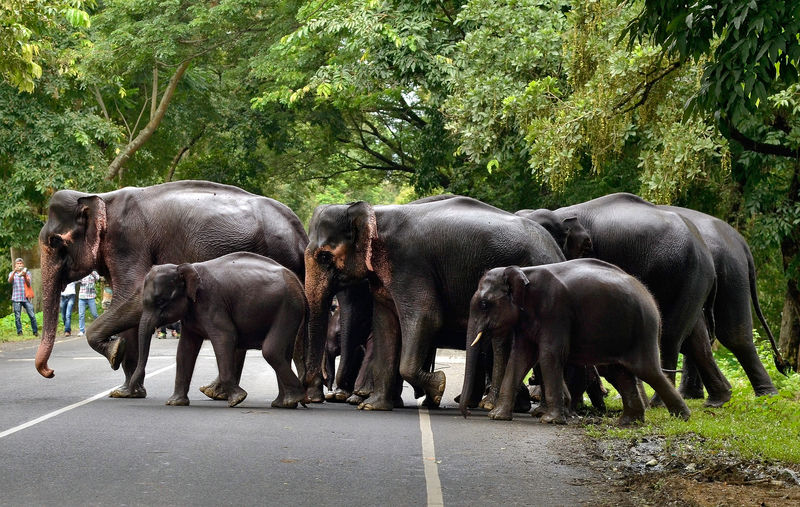 © Reuters. A herd of elephants cross a road that passes through the flooded Kaziranga National Park in the northeastern state of Assam