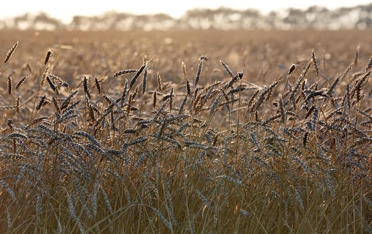 © Reuters. Пшеница на поле недалеко от Красноярска