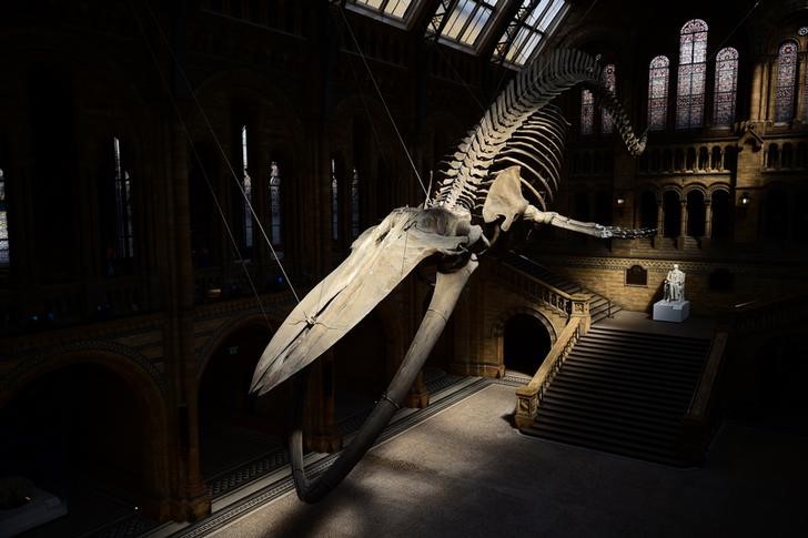 © Reuters. Esqueleto de uma baleia azul gigante no Museu de História Natural de Londres