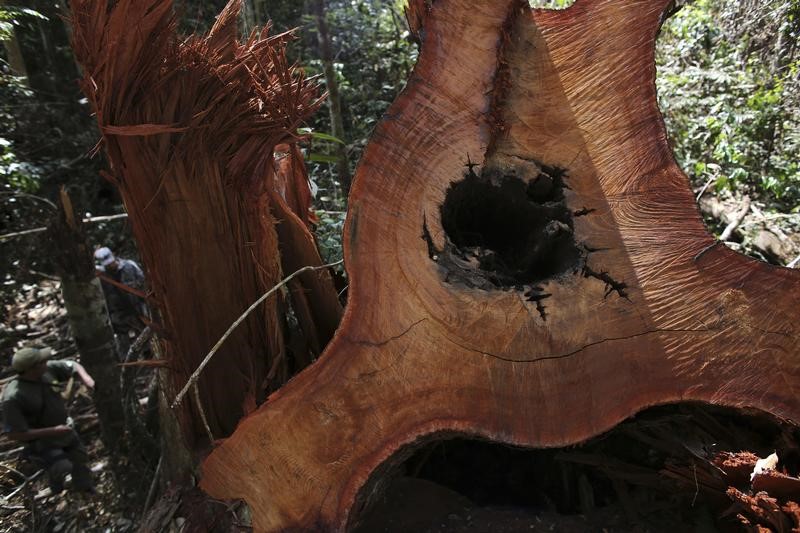 © Reuters. Árvore derrubada ilegalmente na Floresta Nacional do Jamanxim , perto de Novo Progresso