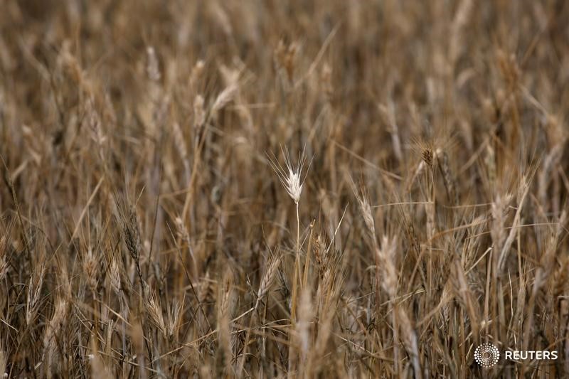 © Reuters. Неубранное поле тритикале в Аревало, Испания